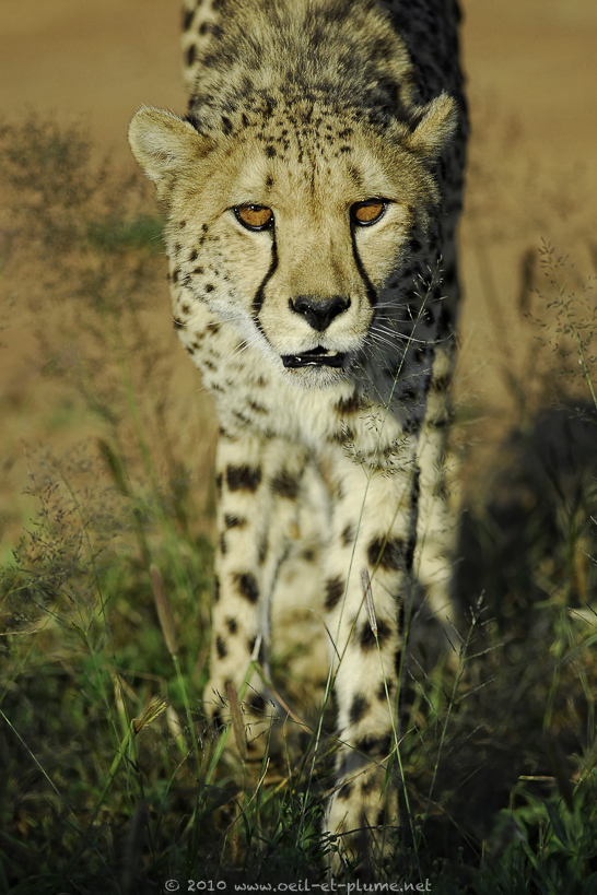 COUPS D'OEIL ET COUPS DE PLUME Namibie Vie sauvage COUPS D'OEIL ET