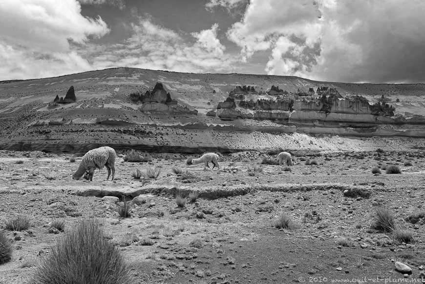 01 Colca 2009