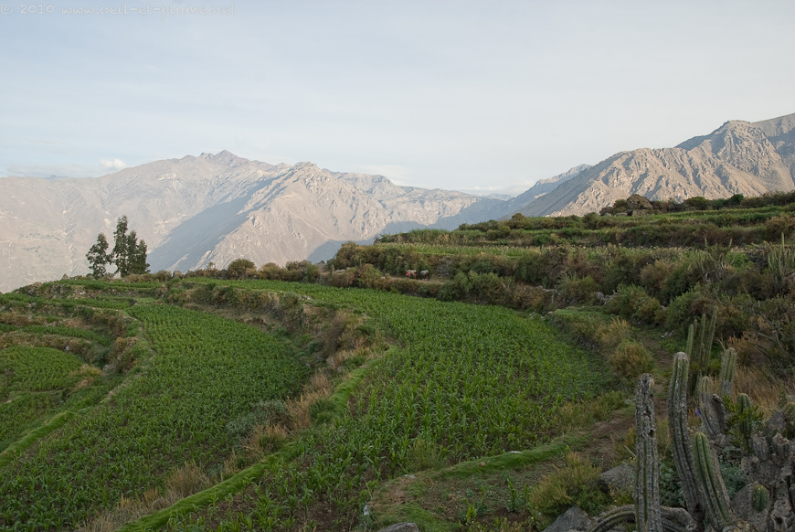 13 Colca 2009