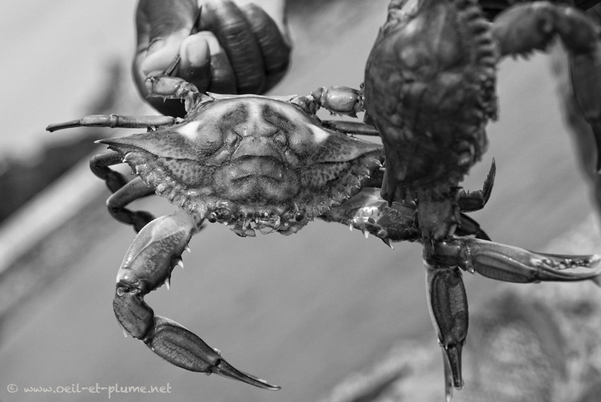This image has an empty alt attribute; its file name is 17-Poisson-braise-2010.jpg