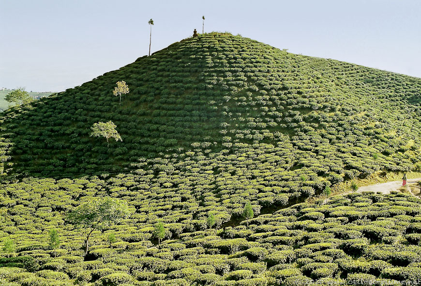 01 Darjeeling 2004