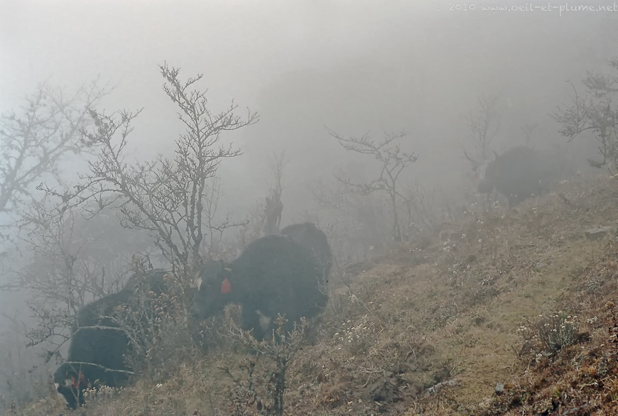 09 Darjeeling 2004