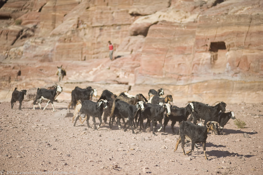 17 Bédouins Pétra