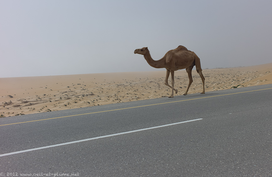 02 Oman Desert 2012