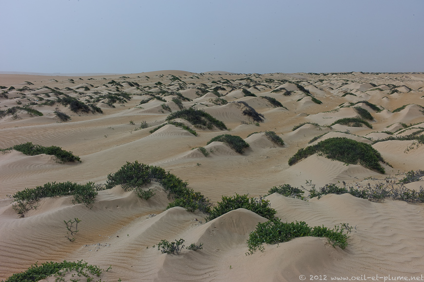 03 Oman Desert 2012