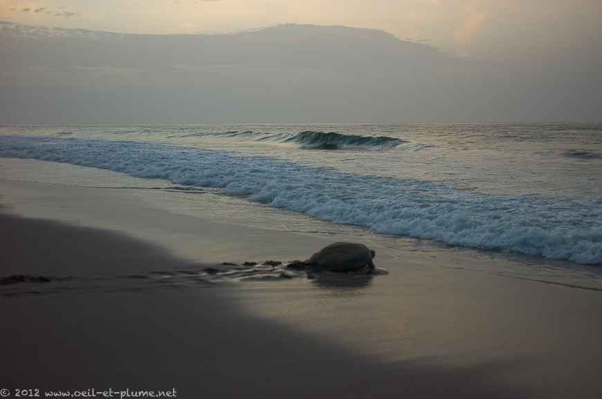 04 Oman Sea 2012