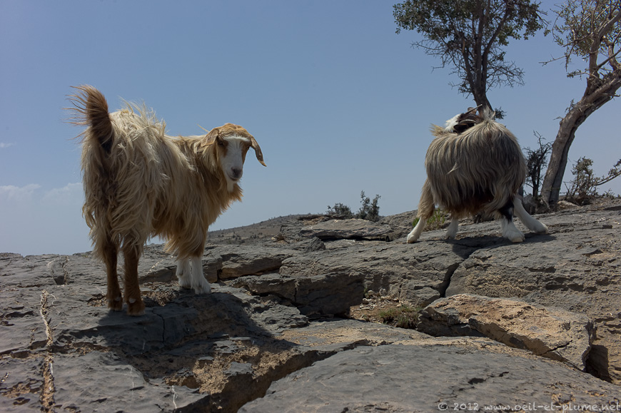 10 Oman Mountain 2012