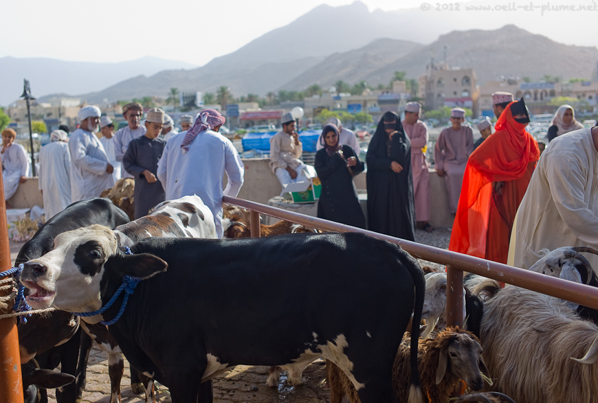 13 Oman People 2012