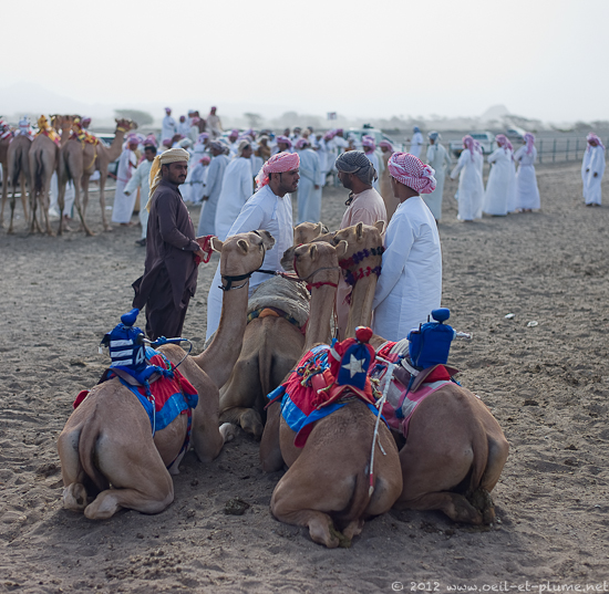 16 Oman Desert 2012