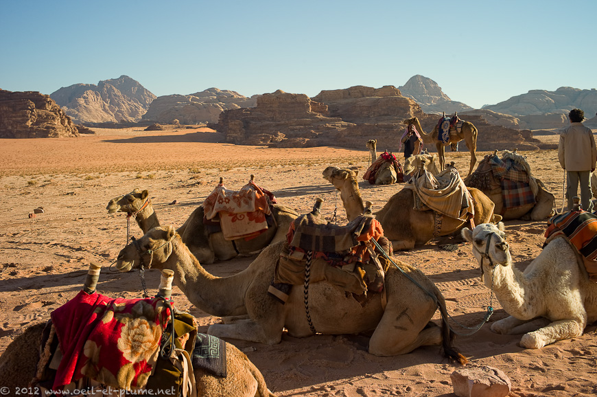26 Salem Wadi Rum