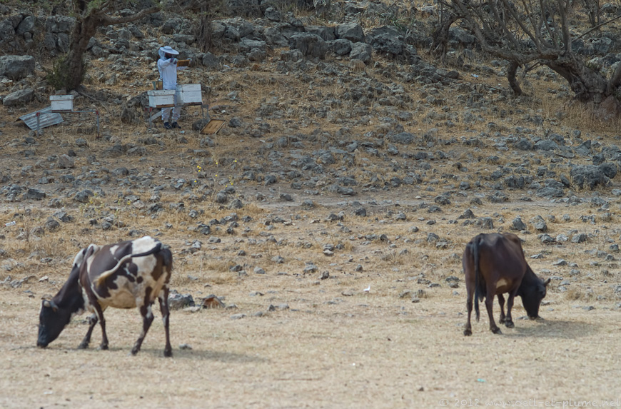 11 Dhofar