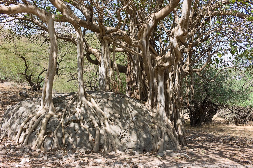 12 Dhofar