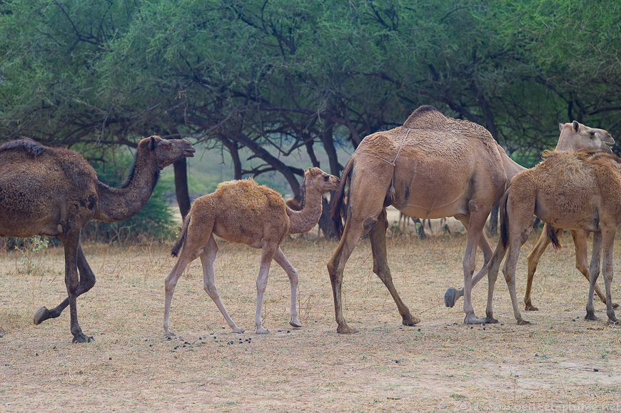 13 Dhofar