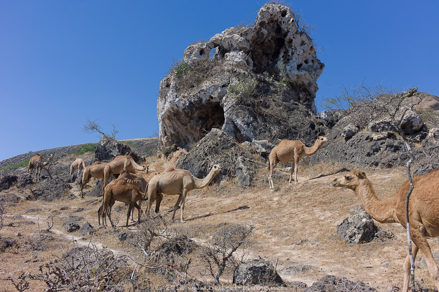 15 Dhofar