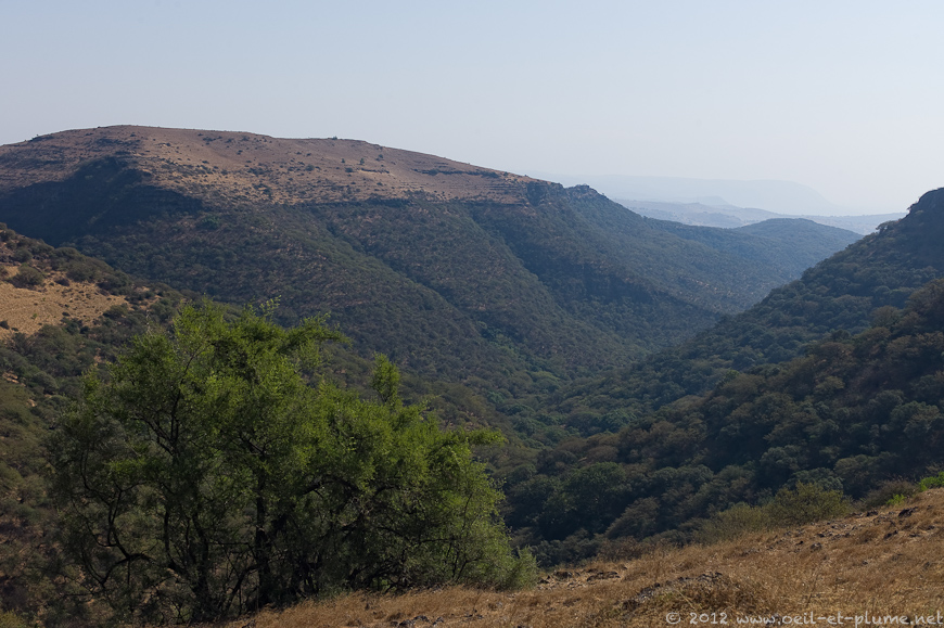 16 Dhofar