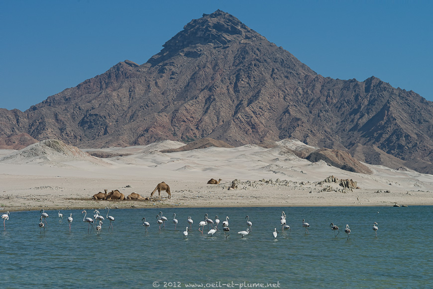 20 Dhofar