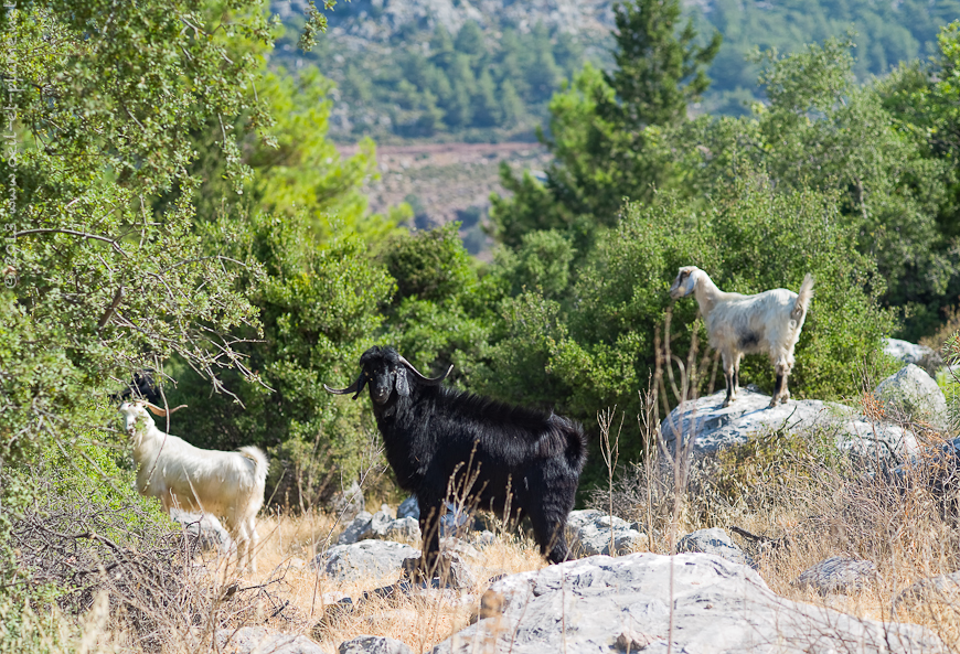 04 Lycian way 2013