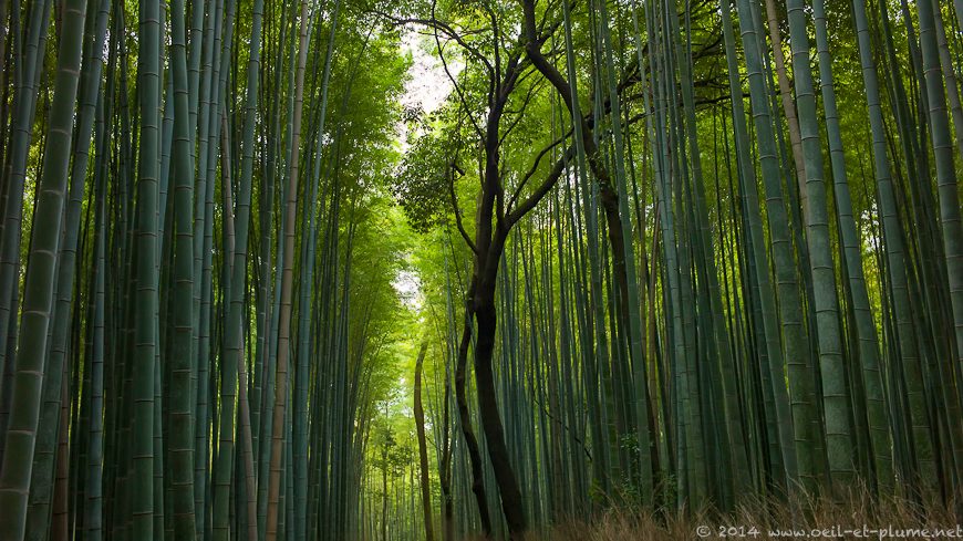 Kyoto 2014