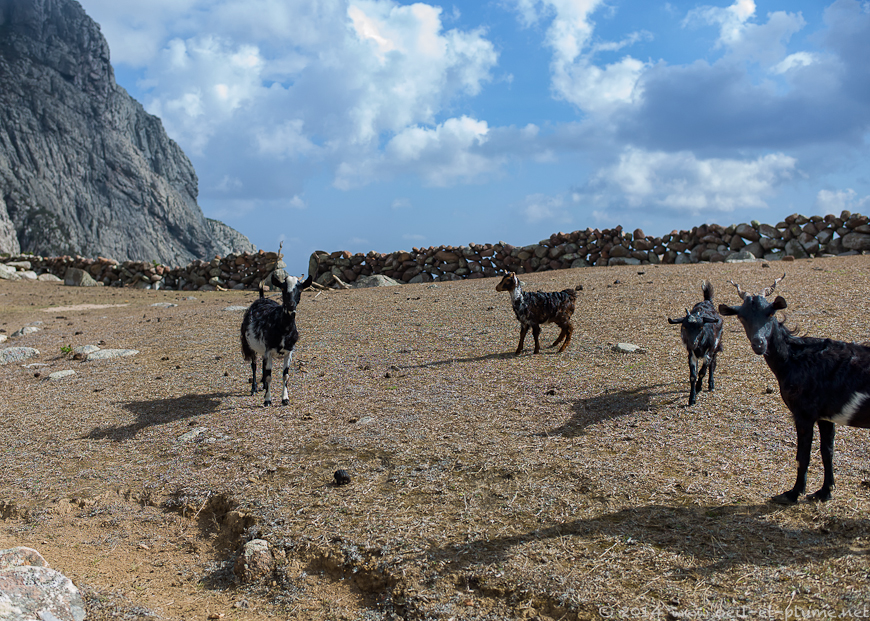 Socotra 2014