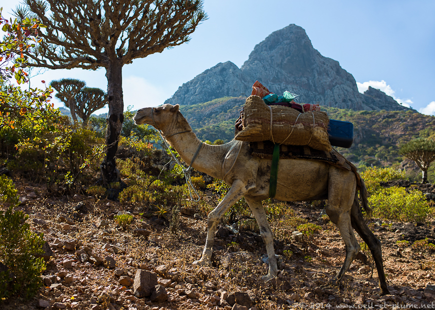 Socotra 2014