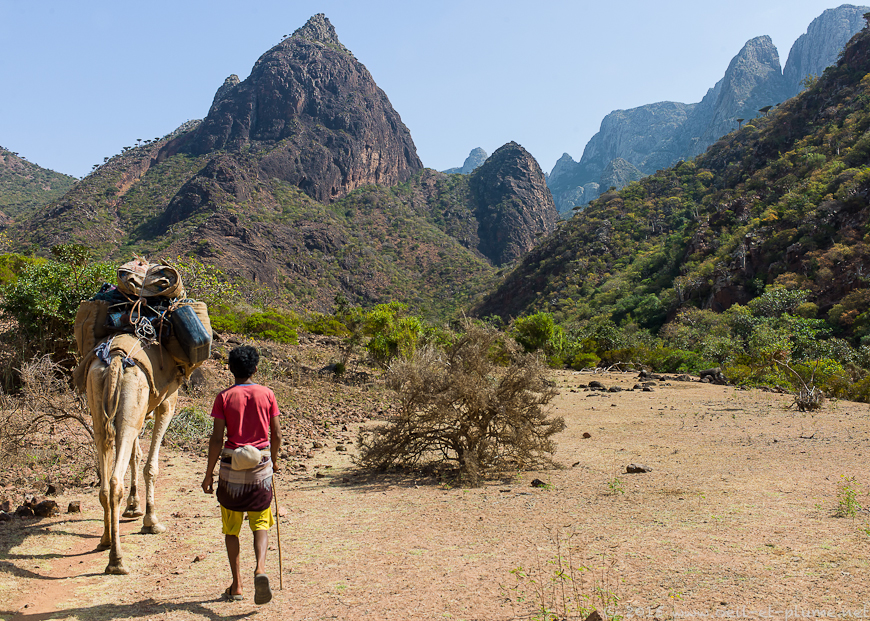 18 Socotra Dragon 2015