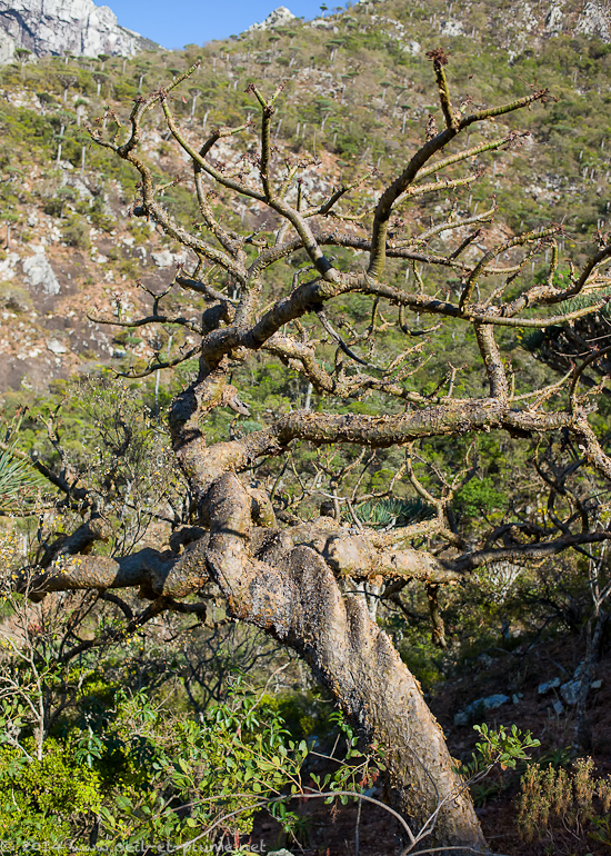 Socotra 2014