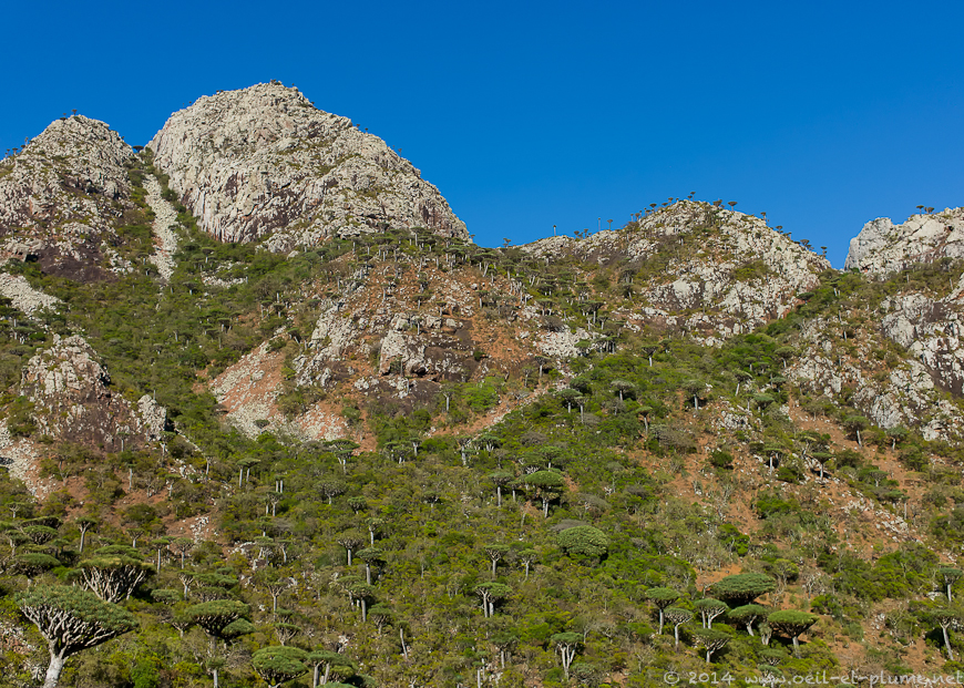 Socotra 2014