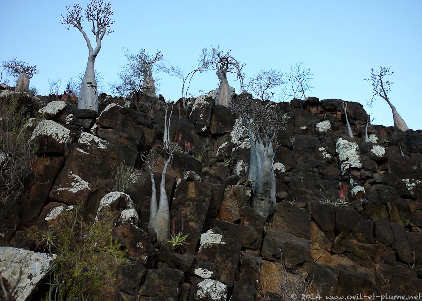 Socotra 2014