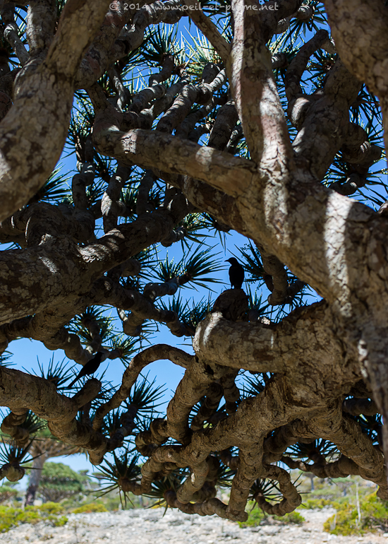 Socotra 2014
