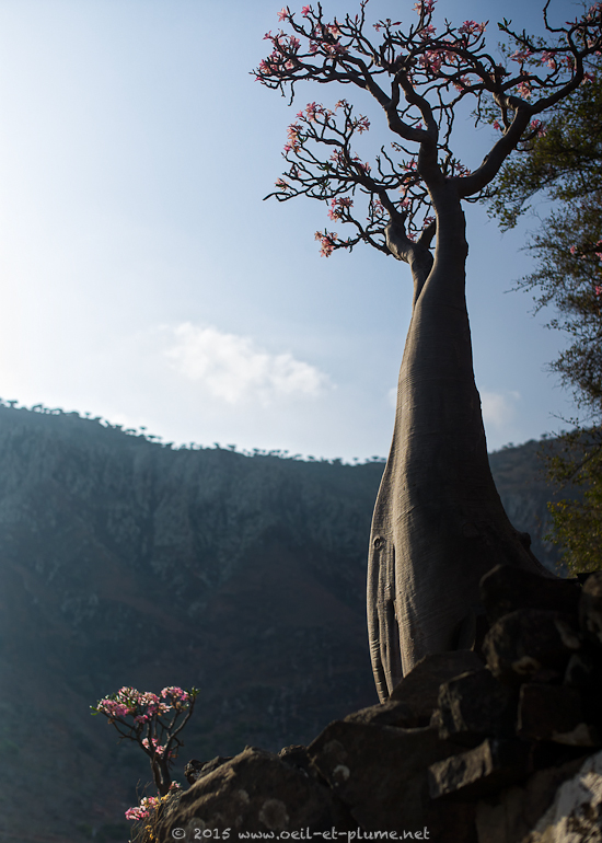 Socotra 2015