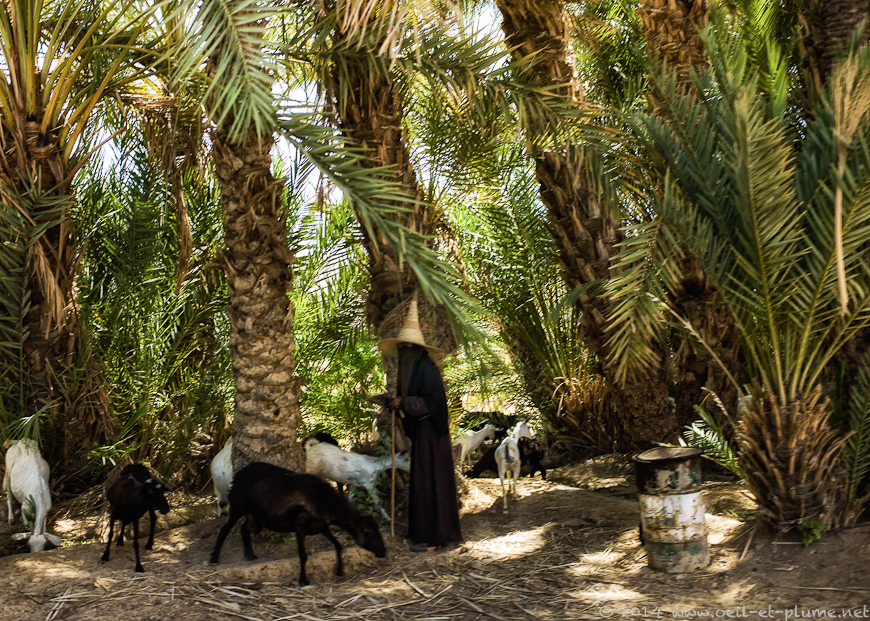 Wadi Hadramout 2014