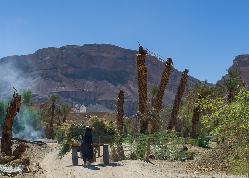 Wadi Hadramout 2014