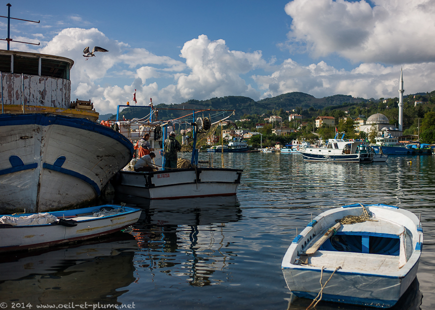 Vona peninsula 2014