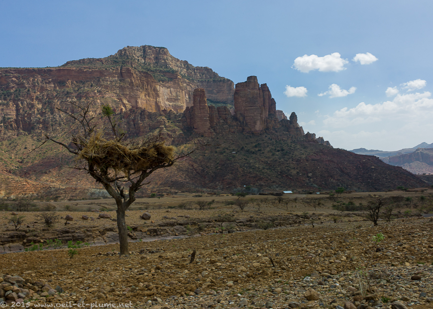 Tigray 2015