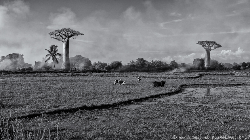 Madagascar 2017