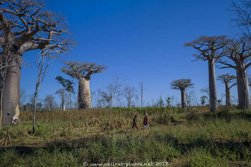 Madagascar 2017