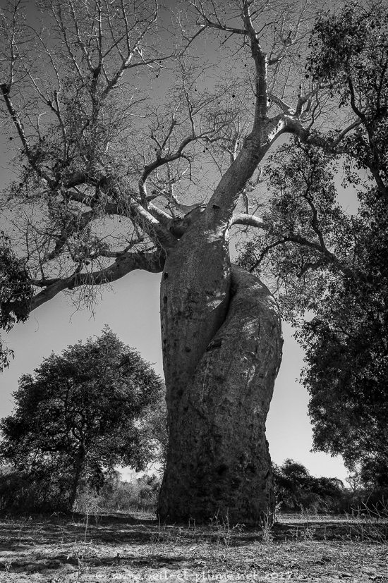 10 Baobabs 2017