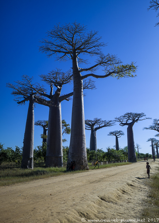 Madagascar 2017