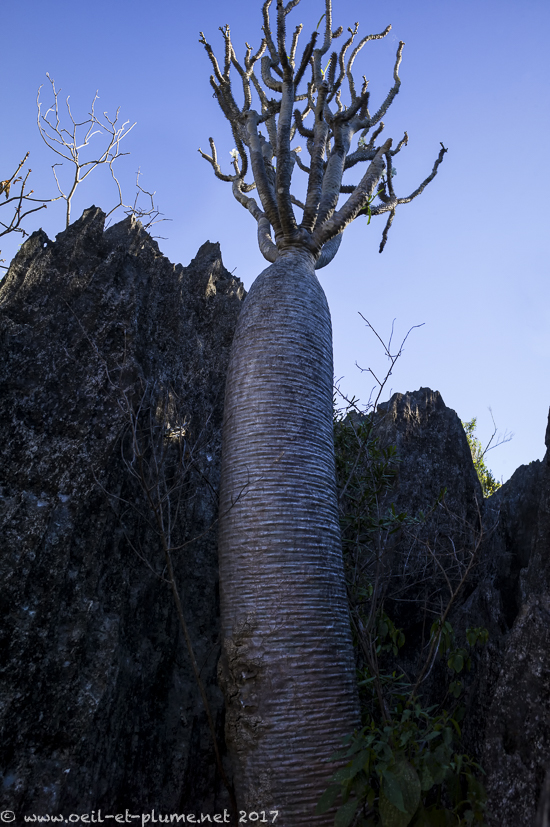 Madagascar 2017