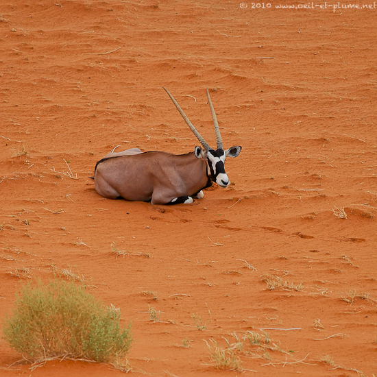07 Namib